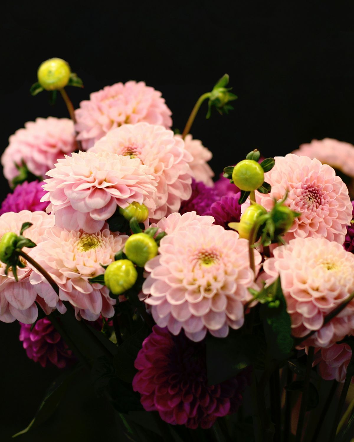 Soft pink dahlias against a dark background