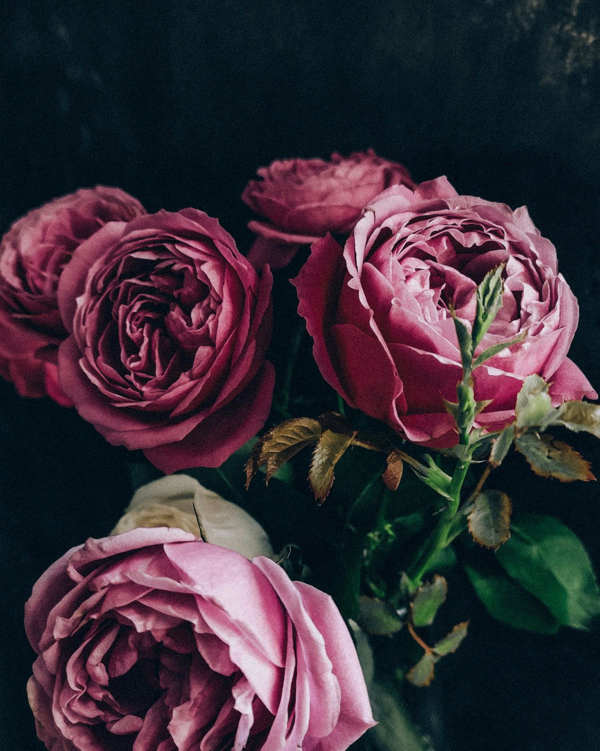 Deep plum garden roses against a dark background